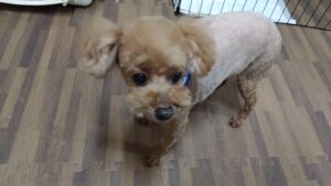 酒々井近郊のペットホテルセカンドファミリー／夜のお時間　2023年3月30日