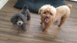 24時間ドッグトレーナー常駐のペットホテルセカンドファミリー／朝のお時間　2023年3月31日