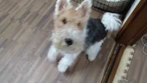 24時間ドッグトレーナー常駐のペットホテルセカンドファミリー／夜のお時間　2023年3月31日