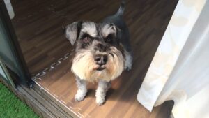 フリースペースのペットホテルセカンドファミリー／朝のお時間　2023年4月1日