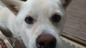 フリースペースのペットホテルセカンドファミリー／夜のお時間　2023年4月1日