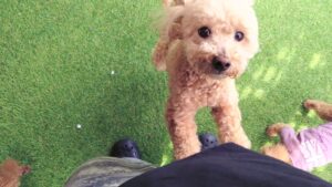 成田空港近郊のペットホテルセカンドファミリー／朝のお時間　2023年4月2日