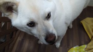 成田空港近郊のペットホテルセカンドファミリー／夜のお時間　2023年4月2日