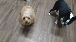 成田市近郊のペットホテルセカンドファミリー／夜のお時間　2023年4月4日