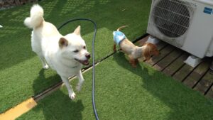 印西市近郊のペットホテルセカンドファミリー／朝のお時間　2023年4月5日