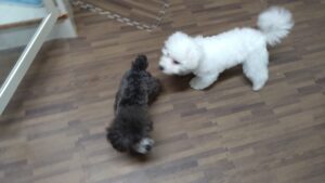 印西市近郊のペットホテルセカンドファミリー／夜のお時間　2023年4月5日