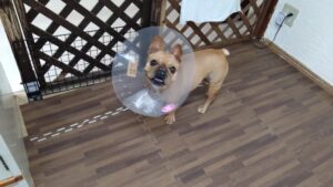 酒々井近郊のペットホテルセカンドファミリー／朝のお時間　2023年4月6日