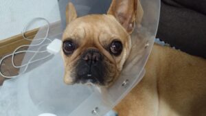 酒々井近郊のペットホテルセカンドファミリー／夜のお時間　2023年4月6日