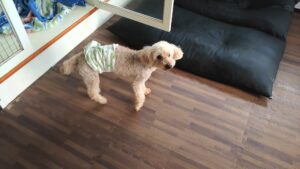 24時間ドッグトレーナー常駐のペットホテルセカンドファミリー／朝のお時間　2023年4月7日