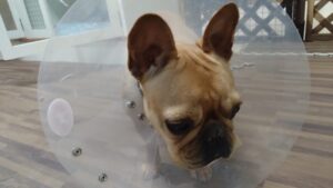 24時間ドッグトレーナー常駐のペットホテルセカンドファミリー／夜のお時間　2023年4月7日