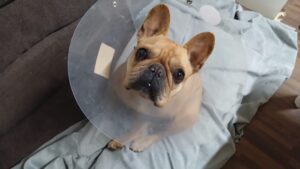 フリースペースのペットホテルセカンドファミリー／夜のお時間　2023年4月8日