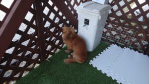 成田空港近郊のペットホテルセカンドファミリー／夜のお時間　2023年4月9日