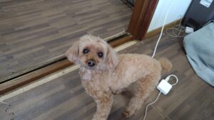 富里市のペットホテルセカンドファミリー／朝のお時間　2023年4月10日
