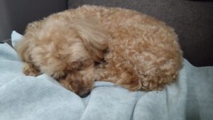 富里市のペットホテルセカンドファミリー／夜のお時間　2023年4月10日