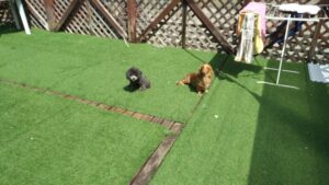 成田市近郊のペットホテルセカンドファミリー／朝のお時間　2023年4月11日