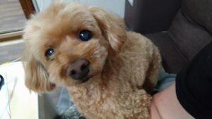 成田市近郊のペットホテルセカンドファミリー／夜のお時間　2023年4月11日