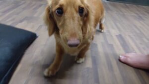 印西市近郊のペットホテルセカンドファミリー／夜のお時間　2023年4月12日