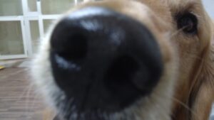 24時間ドッグトレーナー常駐のペットホテルセカンドファミリー／夜のお時間　2023年4月14日