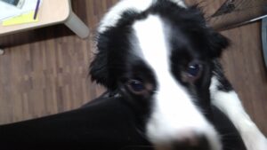 フリースペースのペットホテルセカンドファミリー／夜のお時間　2023年4月15日