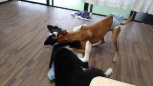 成田空港近郊のペットホテルセカンドファミリー／朝のお時間　2023年4月16日