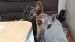 成田空港近郊のペットホテルセカンドファミリー／朝のお時間　2023年4月16日