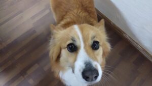 富里市のペットホテルセカンドファミリー／夜のお時間　2023年4月17日