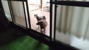 成田市近郊のペットホテルセカンドファミリー／夜のお時間　2023年4月18日