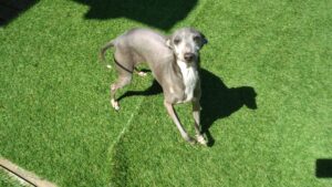 印西市近郊のペットホテルセカンドファミリー／朝のお時間　2023年4月19日