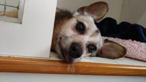 印西市近郊のペットホテルセカンドファミリー／夜のお時間　2023年4月19日