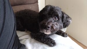 酒々井近郊のペットホテルセカンドファミリー／朝のお時間　2023年4月20日