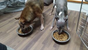 酒々井近郊のペットホテルセカンドファミリー／夜のお時間　2023年4月20日