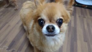 24時間ドッグトレーナー常駐のペットホテルセカンドファミリー／夜のお時間　2023年4月21日