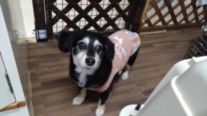 フリースペースのペットホテルセカンドファミリー／朝のお時間　2023年4月22日