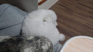 フリースペースのペットホテルセカンドファミリー／夜のお時間　2023年4月22日