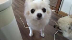 成田空港近郊のペットホテルセカンドファミリー／朝のお時間　2023年4月23日