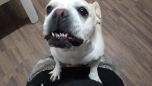 成田空港近郊のペットホテルセカンドファミリー／夜のお時間　2023年4月23日