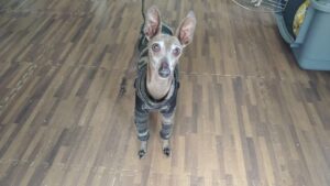 富里市のペットホテルセカンドファミリー／朝のお時間　2023年4月24日