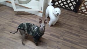 富里市のペットホテルセカンドファミリー／夜のお時間　2023年4月24日