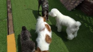 成田市近郊のペットホテルセカンドファミリー／朝のお時間　2023年4月25日