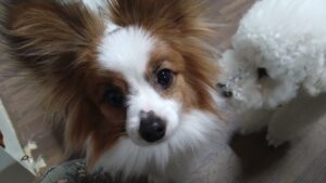 成田市近郊のペットホテルセカンドファミリー／夜のお時間　2023年4月25日