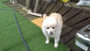 印西市近郊のペットホテルセカンドファミリー／朝のお時間　2023年4月26日