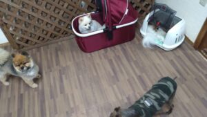 印西市近郊のペットホテルセカンドファミリー／夜のお時間　2023年4月26日