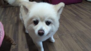 朝のお時間　2023/4/27