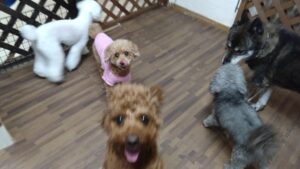 24時間ドッグトレーナー常駐のペットホテルセカンドファミリー／夜のお時間　2023年4月28日