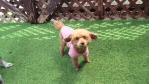 フリースペースのペットホテルセカンドファミリー／朝のお時間　2023年4月29日