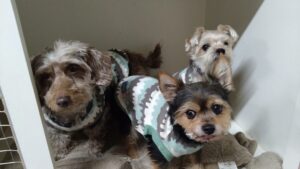 フリースペースのペットホテルセカンドファミリー／夜のお時間　2023年4月29日