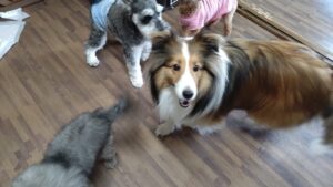 成田空港近郊のペットホテルセカンドファミリー／朝のお時間　2023年4月30日