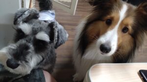 成田空港近郊のペットホテルセカンドファミリー／夜のお時間　2023年4月30日