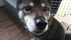 富里市のペットホテルセカンドファミリー／朝のお時間　2023年5月1日