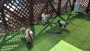 成田市近郊のペットホテルセカンドファミリー／午前のお時間　2023年5月2日